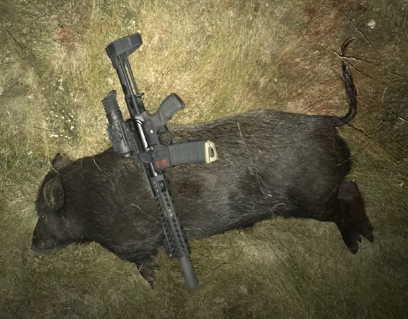 300 Blackout: The Perfect Cartridge for Hog Hunting Without Dogs